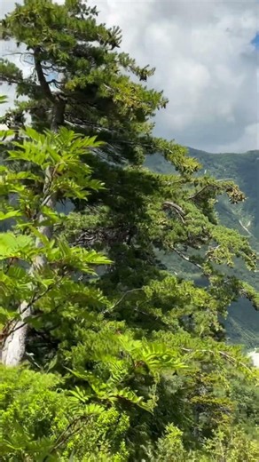 裏剱への道中 ハシゴ谷乗越周辺 沢から一旦離れて尾根沿いを歩く #mountains #登山 #縦走 #立山 #japantravel