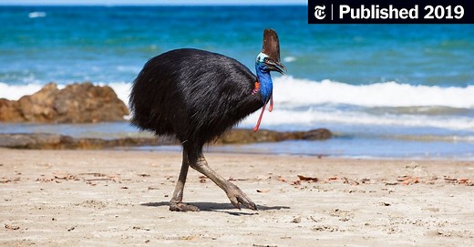A Giant Bird Killed Its Owner. Now It Could Be Yours.