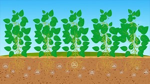 TOP-PHOS é o fertilizante fosfatado de alta disponibilidade da TIMAC Agro que protege o fósforo contra a fixação. No solo, o TOP-PHOS estimula o crescimento radicular e promove alto residual para as próximas safras. É nutrição para as plantas e otimização do investimento para você. | TIMAC Agro Brasil