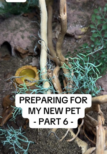 Guess the Gecko: Unveiling My New Pet