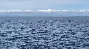 Did you know that "pec slapping" is a way for whales to communicate with each other. Female humpback whales will use pec slapping to flirt with and encourage the attention of male humpbacks. | White Rock Sea Tours