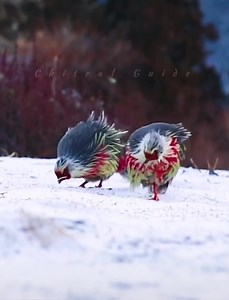 17K views · 535 reactions | Blood pheasant | Chitral Guide | Facebook