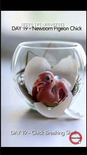 🥚From Egg to Pigeon🕊️ Amazing Real-Time Growth Transformation#Pigeon #BirdGrowth #pigeonlifecycle