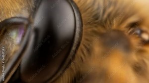 Extreme Close-Up Video of Bee's Eye: Exploring Insect Vision and Detailed Anatomy with Macro Lens