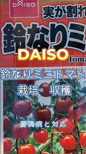 ダイソー鈴なりミニトマトを栽培・収穫 萎凋病と対応