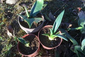 Bouture d’agave : Quand et comment faire ? | Bouture, marcottage et Multiplication des plantes | Jardipartage