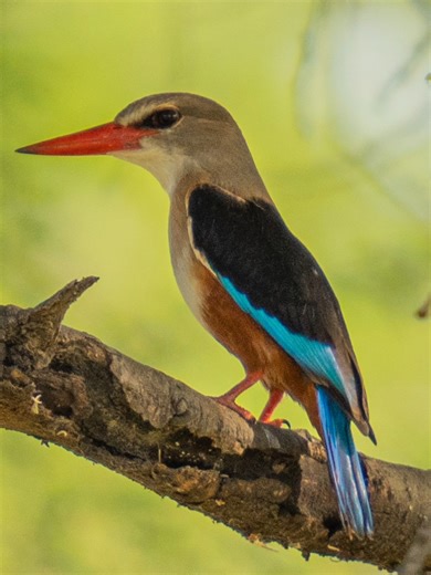 Grey-headed Kingfisher – Martin-chasseur à tête grise (Halcyon leucocephala) 🐦 Le Martin-chasseur à tête grise est un martin-chasseur terrestre répandu dans une grande partie de l’Afrique tropicale ainsi qu’en péninsule arabique. Bien qu’il fréquente souvent les zones proches de l’eau, l’espèce n’est pas aquatique : elle chasse principalement des insectes et de petits reptiles depuis un perchoir exposé. Adapté aux milieux secs, il émet un chant caractéristique et défend activement son territoir