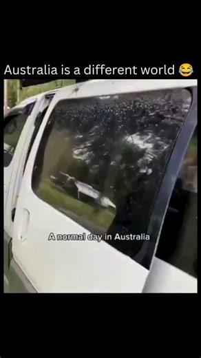 Fact | History | News on Instagram: "Australia is home to some of the most extreme environments on Earth and the animals there have to be built different just to survive. From scorching deserts to flood-prone grasslands and venomous competition lurking in every corner, the wildlife face constant challenges. Kangaroos endure brutal heat with almost no shade, using specialized blood vessel networks in their forearms to regulate body temperature. Meanwhile, desert frogs can lie dormant underground