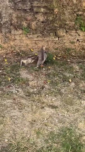 Angry Cats Sound | Cat Fight sound effects #shorts #cats