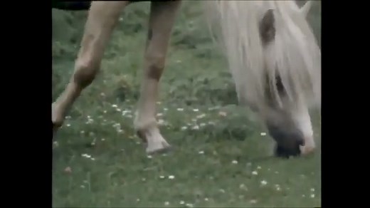 Life of Connemara Ponies in Ireland, 1971 This documentary explores the life cycle of the Connemara pony in its natural habitat in the West of Ireland. The region's granite mountains and boglands shape both the landscape and its people. David Shaw-Smith's 'Connemara And Its Ponies', broadcast on 30 November 1971, details the breed's history and the efforts of the Connemara Pony Breeders Society, established in 1923. The documentary captures the challenges of filming a foal's birth and showcases 