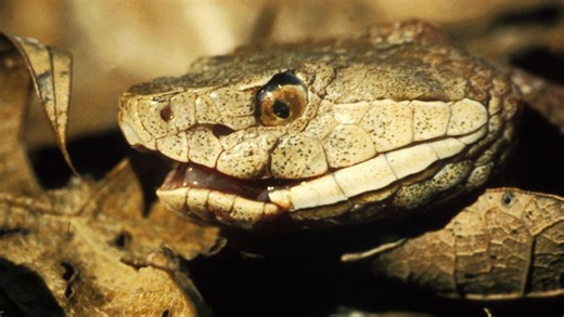 Planning a trip to the lake? World Atlas reveals California’s most snake-infested lakes
