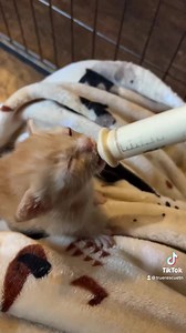 Mustang Sally and her babies are up and at 'em this morning! Sally gave birth exactly 25 days ago. One of her kittens passed away a week later, and the runt has been touch and go the last 2 weeks. We feel we have turned a corner, and with continued supplementation, our littlest boy should be fine. Mama continues to eat her foster out of house and home, but she is determined to keep her milk supply going. It won't be long before we'll be formally announcing this litter! | True Rescue