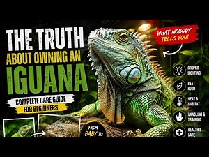 Everything You Need to Know Before Getting an Iguana 🦎