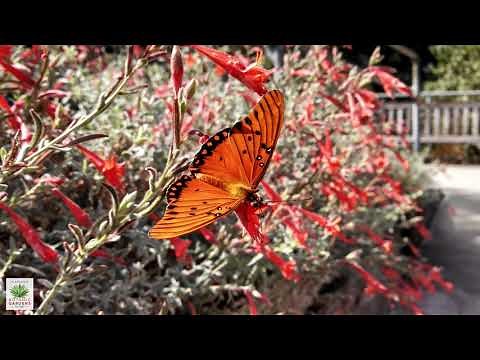UCRBG California Native Plant Video Series: California Fuchsia