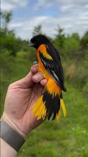 Watch beautiful birds in the world | Colorful birds