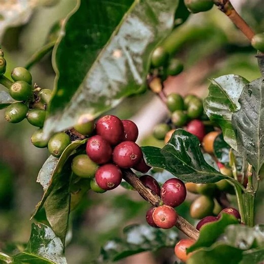10 Coffea Arabica Seeds Coffee Plant Evergreen Houseplant Tropical Garden Indoor Outdoor Growing - Etsy