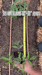 How to plant tomatoes | Urban Farmstead