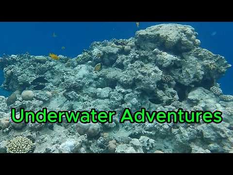 Underwater Adventures Encounter with Marine Life Among Coral Reefs