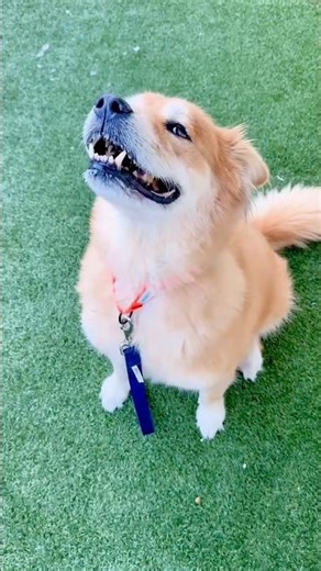 Stuck in the Shelter Far Too Long — Cutler Still Smiles and Needs to Be Adopted 💔