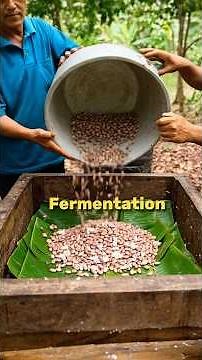 How Chocolate is Made from Cocoa Beans | Bean to Bar Process & Where Cocoa Grows