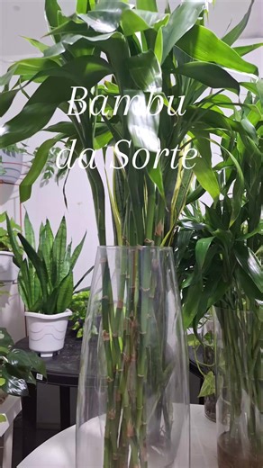 Cuidados Essenciais para o Bambu da Sorte