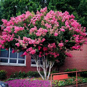 Pink Velour Crape Myrtle Plant - Etsy