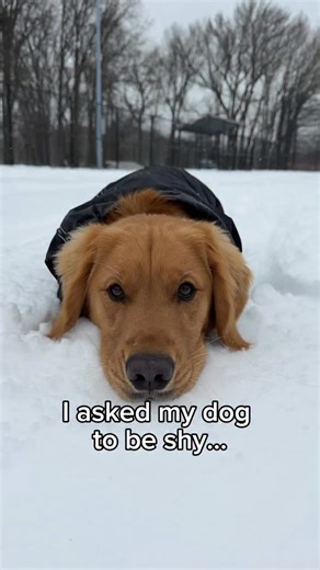 Hudson - Smiling Golden Retriever | I asked my dog to be shy and now I think we’re all smiling… | Instagram
