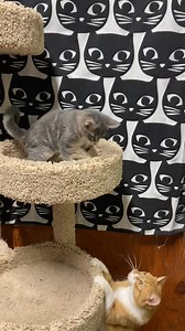 4K views · 88 reactions | Lingo was out for her fun time today and Peanut just had to join! Lingo is about 3 1/2 months old now, spayed with age appropriate vaccinations, and full of energy; so needing her forever family! Peanut, well, we are just so proud of him! It’s hard to believe this was the heartbroken boy who lost his home of 6 years through no fault of his own! He’s such a sweetie now! Adopt today! www.Safehousepets.org | Safe House Animal Rescue League | Facebook