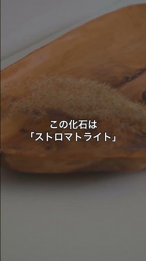 最古の化石が語る地球の歴史、知っていましたか？