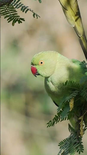 Rose ringed parakeet