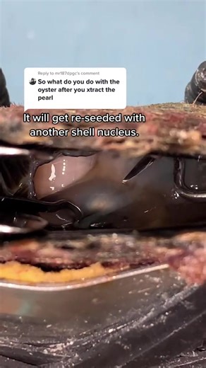 Exploring the Art of Pearl Harvesting from Oysters