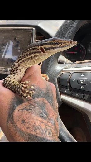 8.5K views · 542 reactions | Releasing a rescued Yellow-spotted Monitor (Varanus panoptes), Pilbara region, Western Australia 廙️ | Mick Fullerton Wildlife | Facebook