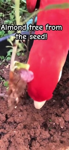 Planting almond tree