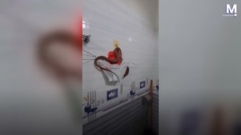 Woman finds snake coiled around her underwear on bathroom hook in Vietnam
