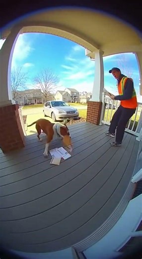 Dod stealing mail #ringcamera #funny #viral #mail #dog