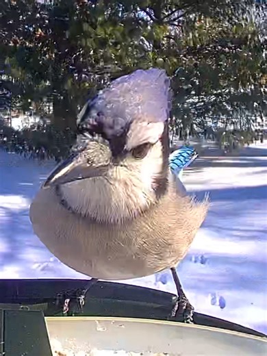 Blue Jay Behavior Captured on Bird Cam