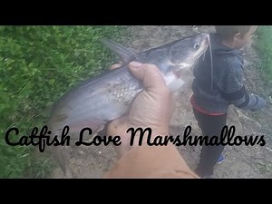 Catfish Love Marshmallows