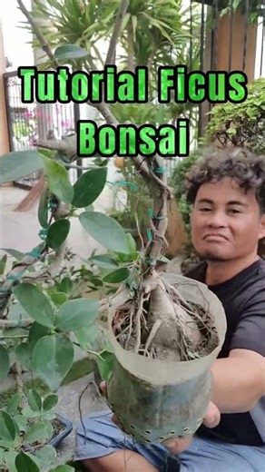 tutorial for cutting and prawning ficus tree bonsai purposes only #tutorial