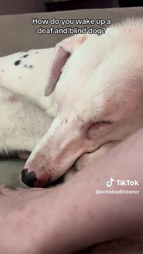 Caring for a Deaf and Blind Dog