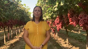 3.1K views · 273 reactions | ¿Quiere saber cómo apoyar las economías locales durante este tiempo difícil? Vea este video para un mensaje de la comunidad agrícola de uva de mesa de California. | Grapes From California | Facebook