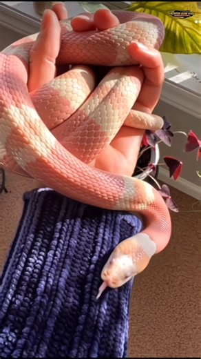 It Looks Venomous, But This Is a Milk Snake! #MilkSnake #HarmlessSnake #SnakeMimicry
