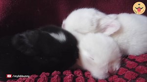 25 reactions | This video captures the first 28 days of a baby bunny's life. Watch one of Nono's litter of bunnies grow up, every day from when they were newborns to 28 days old! Cre: @mybbbuny | Buddy Up | Facebook