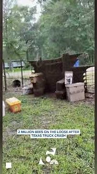 2 million bees on the loose after Texas truck crash