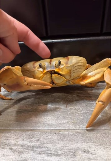 Giant Crabs As Pets? #petcrab #crabs #landcrab #landcrabs #crab | crab