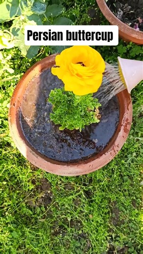 Persian buttercup care tips|Ranunculus #shorts #kitchengarden