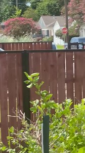 WDSU obtained exclusive video from the moment authorities swarmed a home in Hollygrove where Antoine Massey was taken into custody | WDSU News