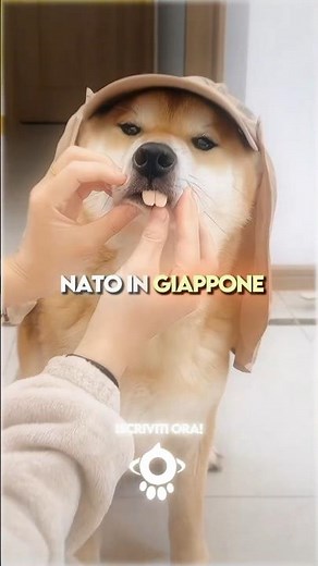 🔍💰 The 3 Most Wanted Dog Breeds in the World