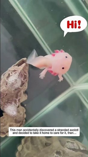 He Found a Stranded Axolotl — Then Something Unexpected Happened