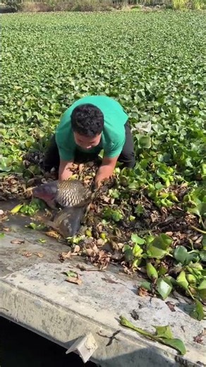 Surprisingly, two fish eat the Rui fish #fishing #awesomevideo