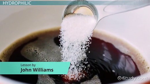 Hydrophilic Molecules | Definition, Applications & Examples